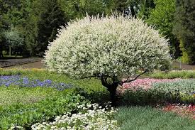 The plant kingdom once again reigns and flowers, trees, shrubs and rose trees unravel at a spectacular speed. Salix Integra Hakuro Nishiki Dappled Willow