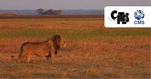 Growing up is a struggle, especially if you're a young male lion. Salvando A Los Leones Africa Se Pone De Acuerdo Sobre El Camino A Seguir Cms