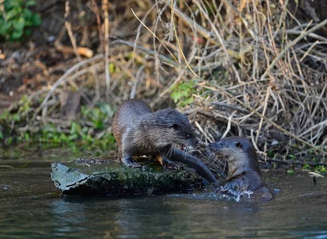 Otter guide: where do they live, what do they eat, and how to identify them  - Discover Wildlife