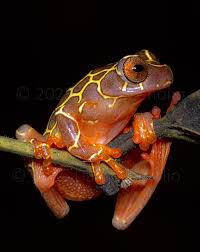 Image result for Pseudopod Ospermum