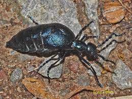 Tag Kafer Bund Ortsgruppe Bretten