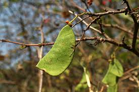 Image result for Caesalpinia cassioides