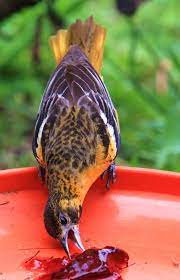 How to feed orioles grape jelly. Sneaking Some Jelly Oriole Bird Baltimore Orioles Birds Bird Species