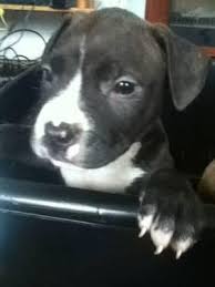 Pit bull breeders make a huge difference in the quality of a puppy. Pitbull For Sale Connecticut