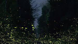 نتیجه جستجوی لغت [fireflies] در گوگل