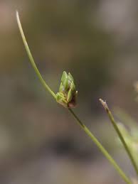 Image result for Isolepis