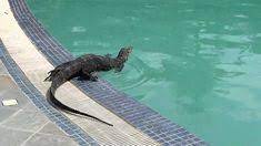 100 Monitor Lizards Ideas Monitor Lizard Lizard Reptiles