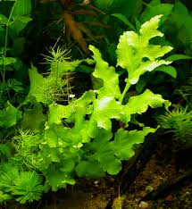 Image result for Ceratopteris