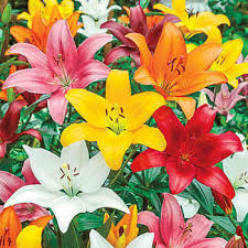 Maybe you would like to learn more about one of these? Carpet Border Lily Mixture Breck S