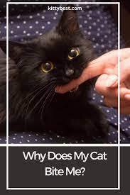 Pin On I Worship The Cats