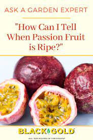 First off, it's important to be able to tell when a passion fruit is ripe. How Can I Tell When Passion Fruit Is Ripe Passion Fruit Chosen Foods Fruit