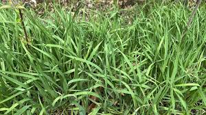 Image result for Bromus  inermis