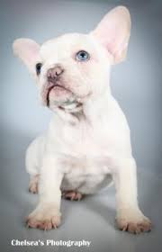 First class french bulldogs, perth, western australia. French Bulldog Puppies For Sale Lancaster Puppies