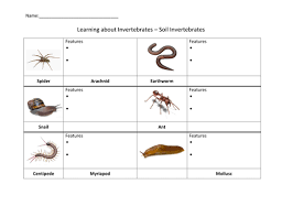 Work sheet on introduction to inverta brate : Discovering Invertebrates Teaching Resources