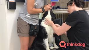 Check spelling or type a new query. Lewis Nicholls Dog Training Cooperative Care Jugular Blood Draw Facebook