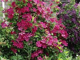 Clematis, zwany też powojnikiem, najlepiej czuje się w pełnym słońcu. Clematis Kardynal Wyszynski Powojnik Wielkokwiatowy C2 5 Future Gardens