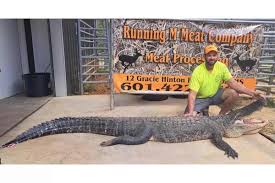 Gigantic Harvest May Be Biggest Female Alligator Ever Taken - Game & Fish