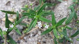 Image result for Oldenlandia cana