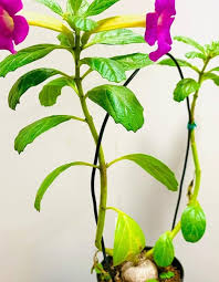 Image result for Pterodiscus elliottii