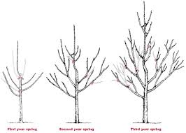 When to prune fruit trees you should prune most fruit trees (except for sweet cherries) when they are still dormant, this means early spring, about two weeks after the late frost. Pruning Backyard Fruit Trees Door County Pulse
