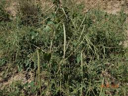 Image result for Cynanchum mossambicense