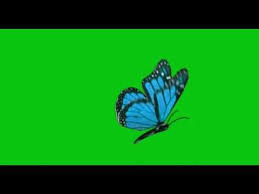 Butterfly Green Screen Butterfly Video Effect Youtube In 2020 Butterfly Video Butterfly Background Greenscreen
