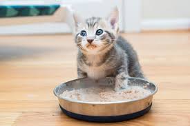 How long should i feed my cat kitten food. Weaning Kitten Lady