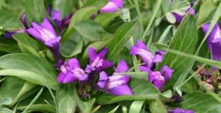 Image result for Polygala xanthina