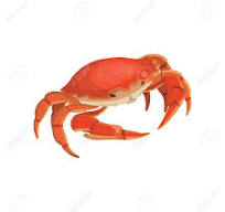 Vecteur Crabe Rouge, Coquillage Illustration Réaliste Banque ...