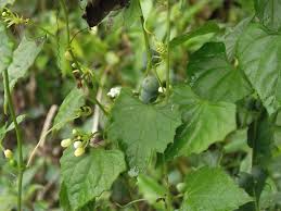 Image result for Zehneria