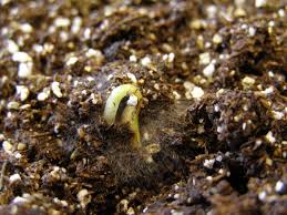 Image result for tomato seedling damping off
