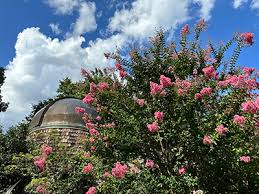 Image result for Grona stolzii