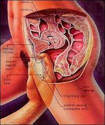 Anatomy of deep anal fisting - Sex archive. Comments: 3