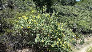 Image result for Synadenium cameronii