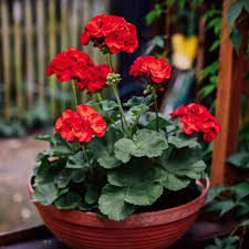 Image result for Pelargonium domesticum round-leaved bushy