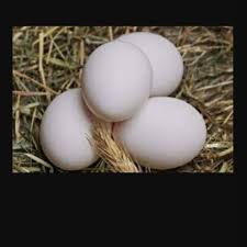 Sebagian besar telur yang dikonsumsi masyarakat indonesia adalah telur dari ayam ras. Telur Ayam Kampung Fertil Original Lazada Indonesia