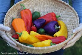 The straight up goods on how to freeze peas. Creative Vegetable Gardener How To Freeze Peppers For Delicious Winter Meals Creative Vegetable Gardener