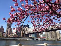 Roosevelt Island Cherry Blossoms: Take the Tram to See Some of NYC's Most  Beautiful Spring Flowers | Roosevelt island, Cherry blossom, Island