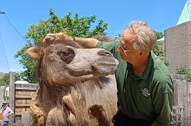 Check spelling or type a new query. Zoo S Camels Get A Haircut On The Hottest Day Of The Year Shropshire Star