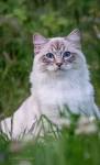 Colors and varietes of Ragdoll Breed - Ragdolls Cattery Faelis