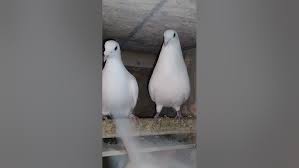 SIR Warrior 🪖 Loft Home Of The Bird 🕊️ Lady Imani Martinez