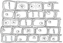 Check spelling or type a new query. Onion Mitosis Mitosis Biology Teacher Biology Classroom