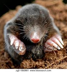 It uses these tunnels to hunt its prey. Maulwurf Talpa Europaea Dass Europaisches Maulwurf Fotografie In Vereinigtes Konigreich Stock Bild Zg2 1850661 Fotosearch