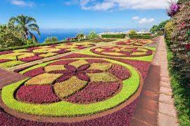 Image result for Barleria lugardii