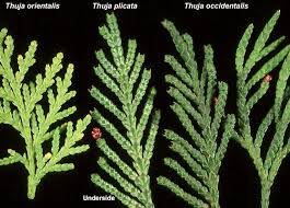 Image result for Vismia orientalis