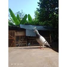 Maybe you would like to learn more about one of these? Merpati Pos Burung Dara Shopee Indonesia