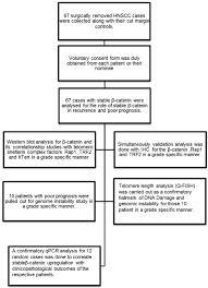 Figure A Flow Chart Showing The Experimental Methodology