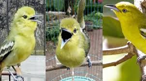 Burung kemade cabai bunga api gacor durasi panjang. Suara Trucukan Ngoceh Youtube Cute766