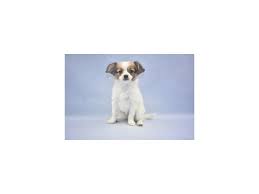 At sunshine papillons we breed quality akc registered papillon puppies in florida. Papillon Puppies Petland Jacksonville Florida