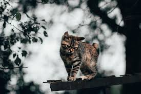 Wallpaper kucing lucu yang berbeda setiap hari. Wallpaper Cat Kitten Funny Cute Hd Widescreen High Definition Fullscreen